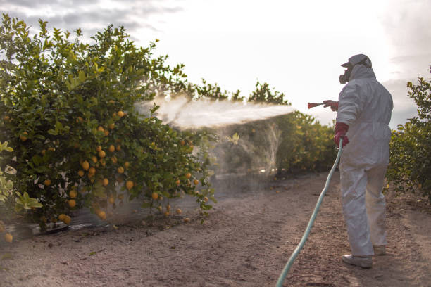 Reliable Pasatiempo, CA Pest Control Solutions