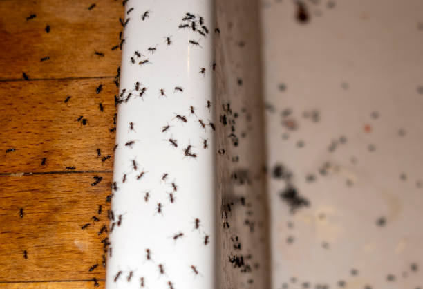 Best Pest Removal Services  in Pasatiempo, CA
