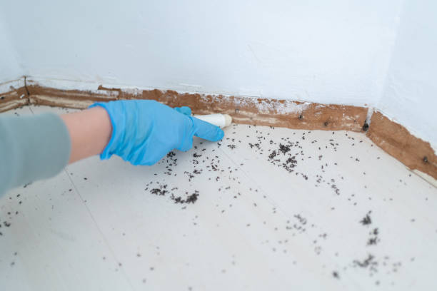 Best Local Pest Control Services  in Pasatiempo, CA